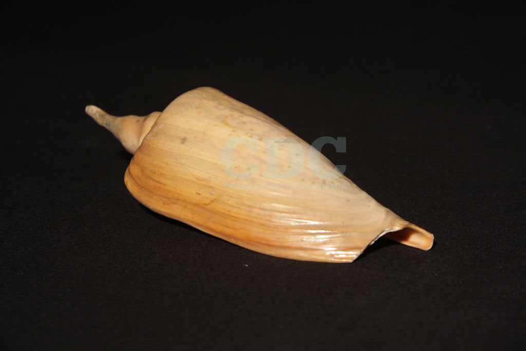 Caracol. Pachorro de olbavare. Objeto integrante de los altares del culto de Umbanda. Concha de caracol natural. 16 x 6 cms. Montevideo. URUGUAY. 1974