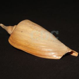 Caracol. Pachorro de olbavare. Objeto integrante de los altares del culto de Umbanda. Concha de caracol natural. 16 x 6 cms. Montevideo. URUGUAY. 1974